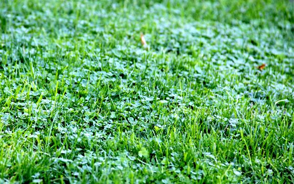 Earth Turf Eco-Friendly Lawn