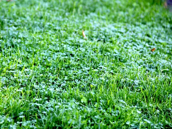 Earth Turf Eco-Friendly Lawn