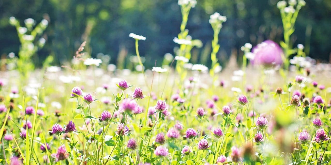 Sustainable Landscaping: Establishing a Managed Meadow