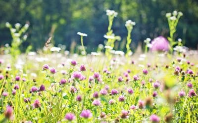 Sustainable Landscaping: Establishing a Managed Meadow
