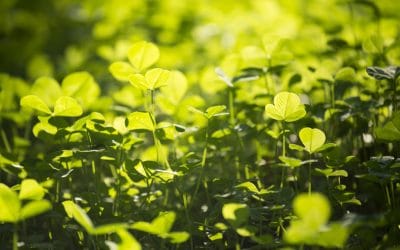 The Benefits of a Clover Lawn Eco-Friendly Lawn Alternative