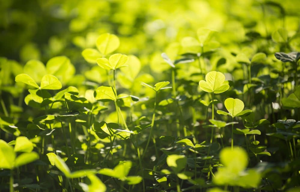 The Benefits of a Clover Lawn Eco-Friendly Lawn Alternative
