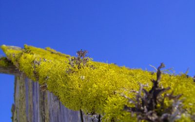 7 of the Most Popular Green Roofs