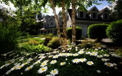 How to Make Your Yard More Sustainable