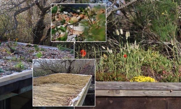 The DIY Green Roof Guide