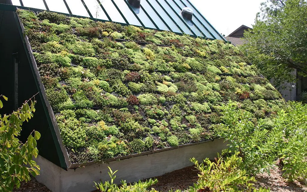 DIY Planting a Living Green Roof