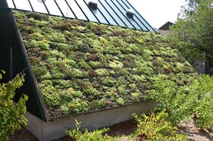 diy planting a living green roof on elemental green