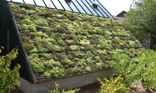 DIY Planting a Living Green Roof