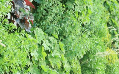 LiveWall Living Walls for Houses