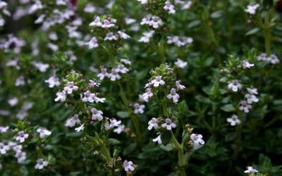 An Unexpected Eco-Lawn Alternative: Thyme