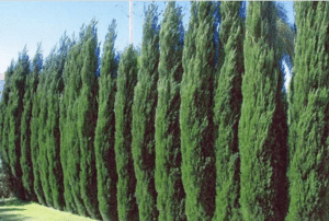 Privacy Trees Spartan juniper, 8 Amazing Eco-Friendly Fencing Options on elemental green