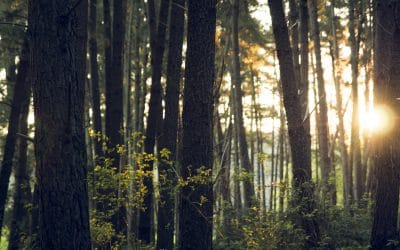 What Forestry Labels Really Mean [Infographic]