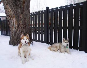 Two husky dogs in the snow with sustainble biocomposite fencing behind