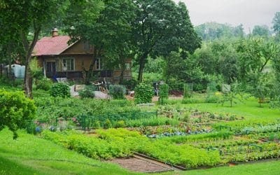 Why You Should Turn Your Yard Into a Mini-Farm