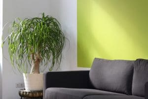 green home renovations made easy on elemental green