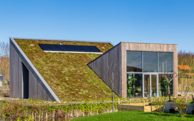 From Carbon Neutral to Carbon Positive: How Your Home Can Give Back to the Planet and You!