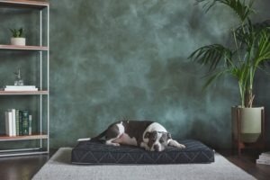 Eco-friendly Pet Bed from Brentwood Home