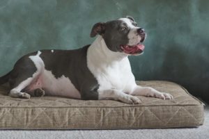 Black and white dog lies on durable, non-toxic, machine-washable dog bed from Brentwood Home - photo