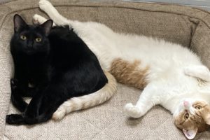 Cats snuggling on in Brentwood Home's Runyon Orthopedic pet bed - photo