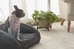 Therapeutic and calming, pet bed from Brentwood Home provide a calm refuge for small black and white pug - photo