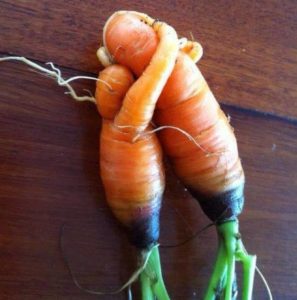 Carrots sustainably grown on an urban farm intertwined with each other