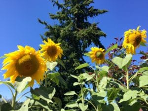 Sunflowers on in urban farm with a tall tree behind it