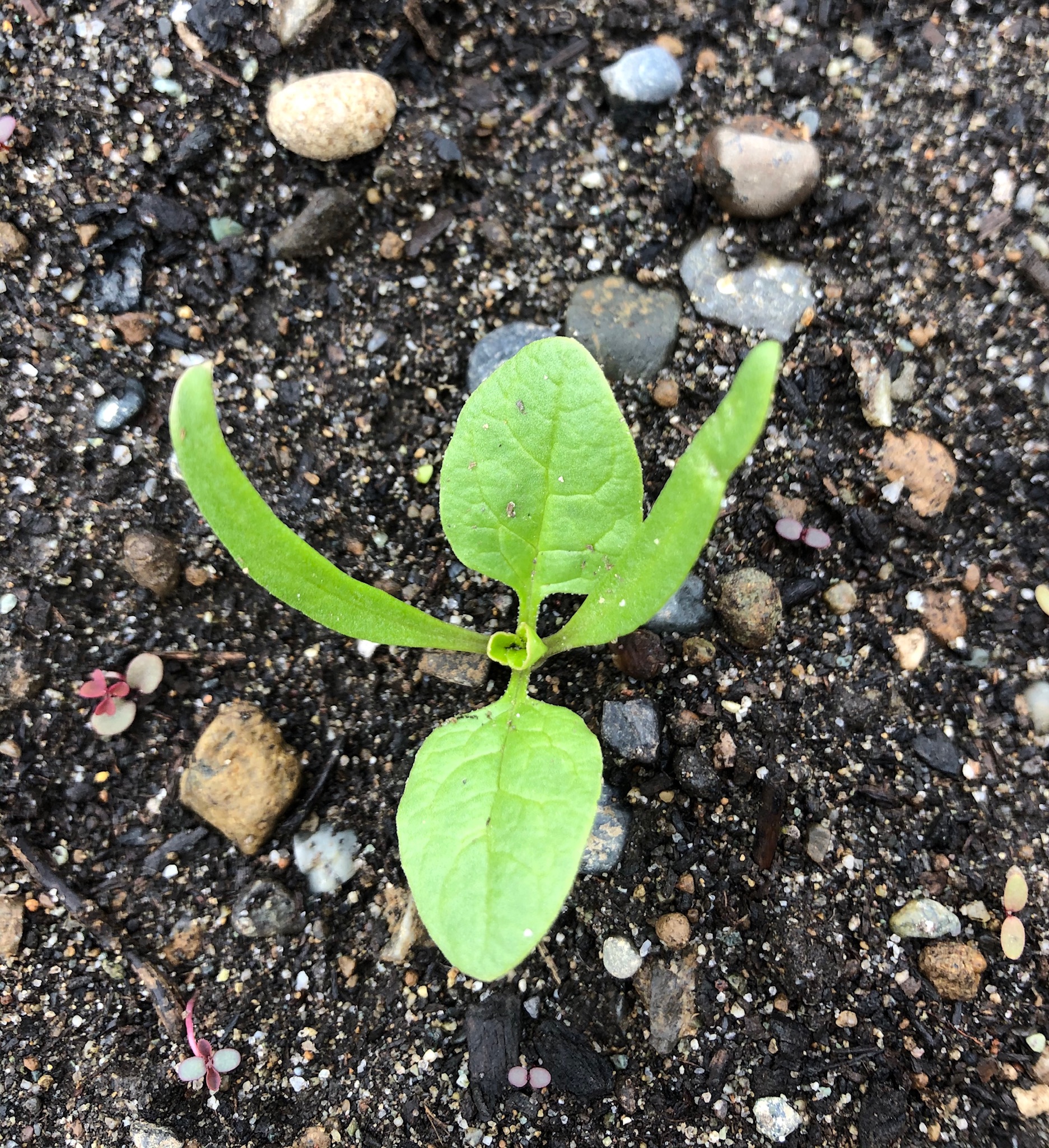 Plant coming through the soil