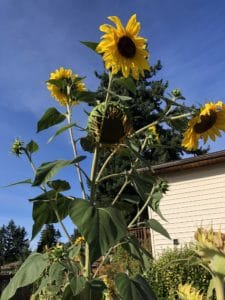 Sunflowers for pollination on an urban farm with a house behind it