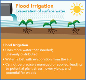 Infographic showing flood irrigation of plants as wasting water