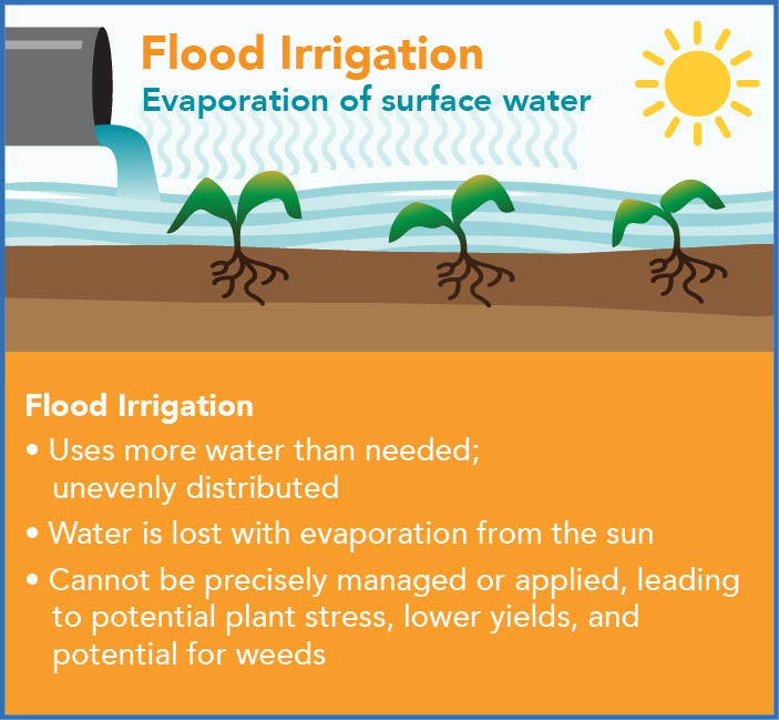 Infographic showing flood irrigation of plants as wasting water