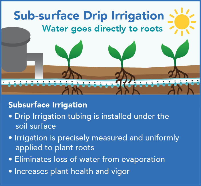 Infographic showing how subsurface, drip irrigation of plants saves water