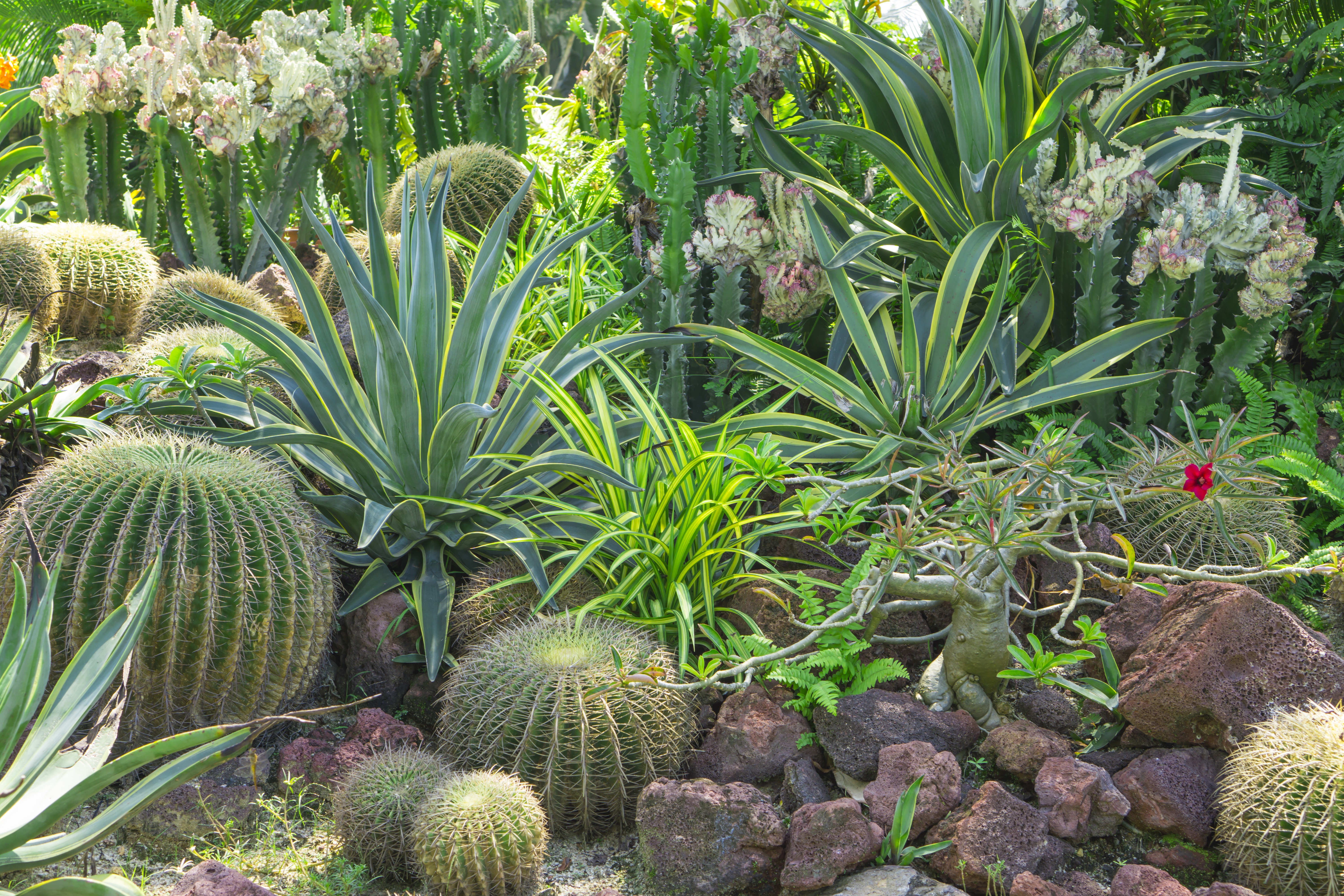 Beautiful Cactus garden, decorated with Cactuses, Agave, Crown of thorns plant, brown sand stone, green leafs shrub on background