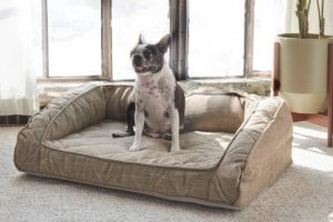 Small black and white pug finds comfy spot on Brentwood Home pet bed - photo