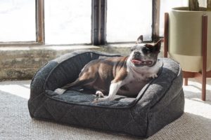 Supportive, Durable and Waterproof Dog Bed from Brentwood Home provides support for small dog in light-filled room - photo