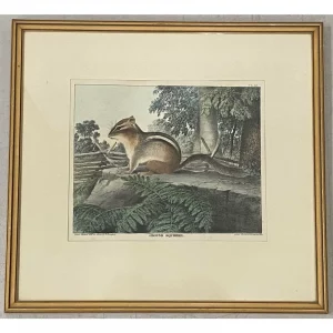 Framed print of lithograph showing striped ground squirrel perched on log