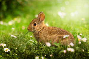wild rabbit eating native plants