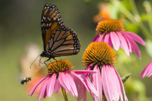 Monarch butterfly and bee enjoy purble and yellow flower