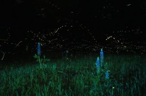 fireflies in a dark backyard at night