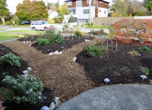 Food forest planting in front yard of suburban home - photo