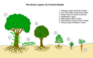 Illustration of the layers of a food forest