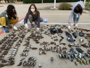 Three women bend or squat over pavement and array of at least 100 dead birds; most are small, brown birds, some are larger, darker, or yellow-breasted