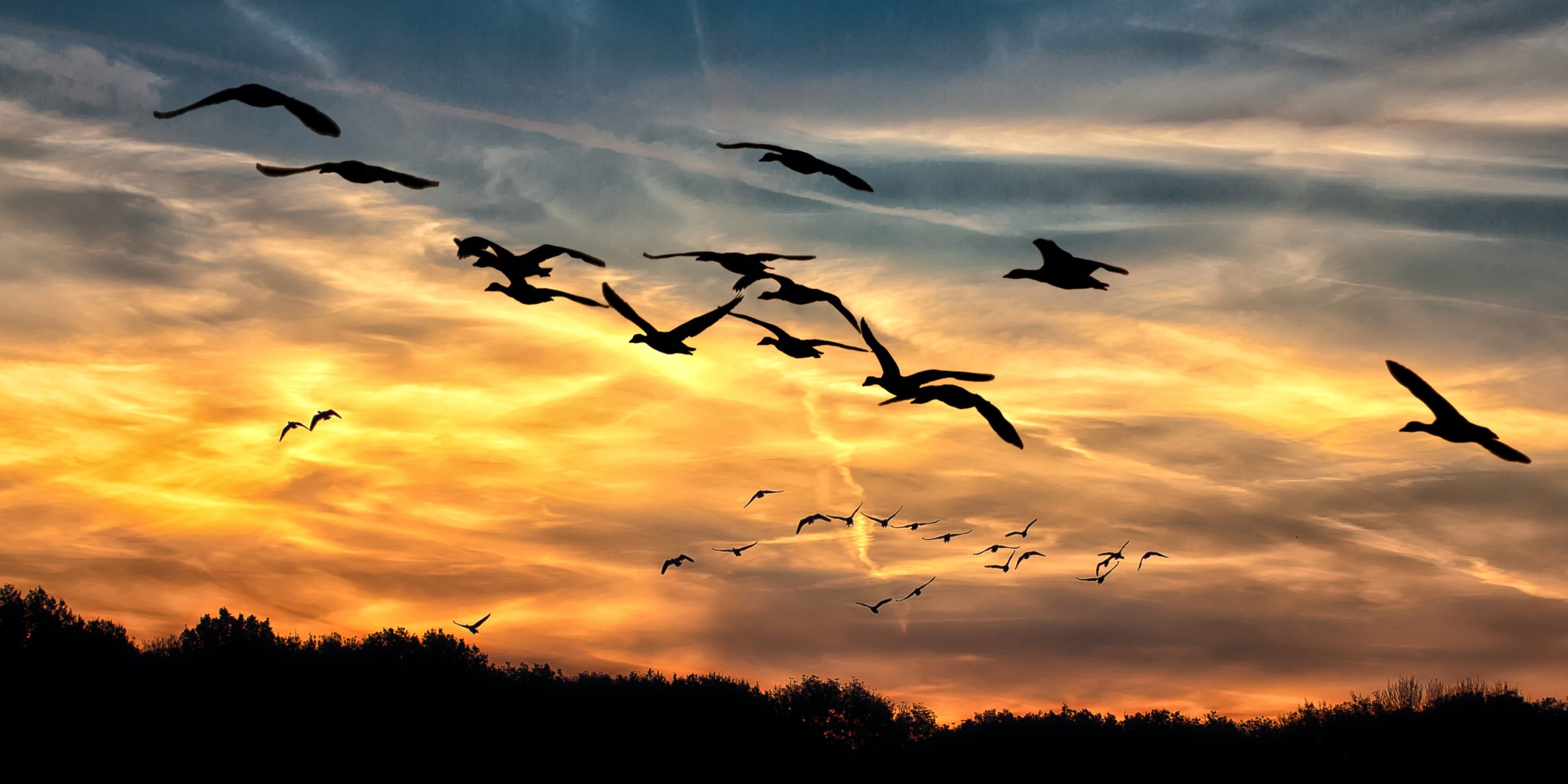 Песня птицы пролетают улетают. Птицы в небе. Птицы улетают. Журавль в небе. Стая журавлей в небе.