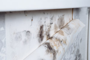 Mildew is revealed when peeling back old wallpaper