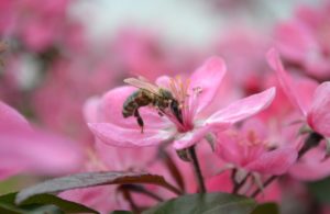 extreme closeup of bee drinking nectar from bright-pink apple blossom; yellow anthers show; green leaves in foreground