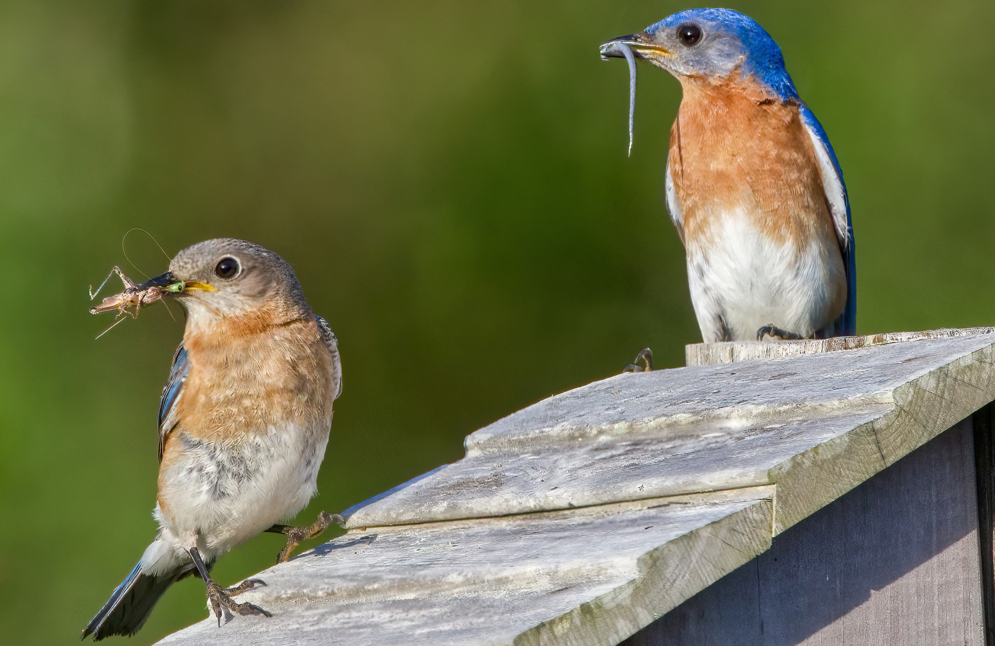 a male and a female bluebirds hol insect prey in their beals; the standa atop a slanted, gray wood surface (likely a birdhouse)