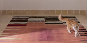 cat walks on colorful rug