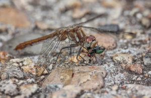 brown dragon fly grasping and eating a green fly with red eyes; varigated ston in background
