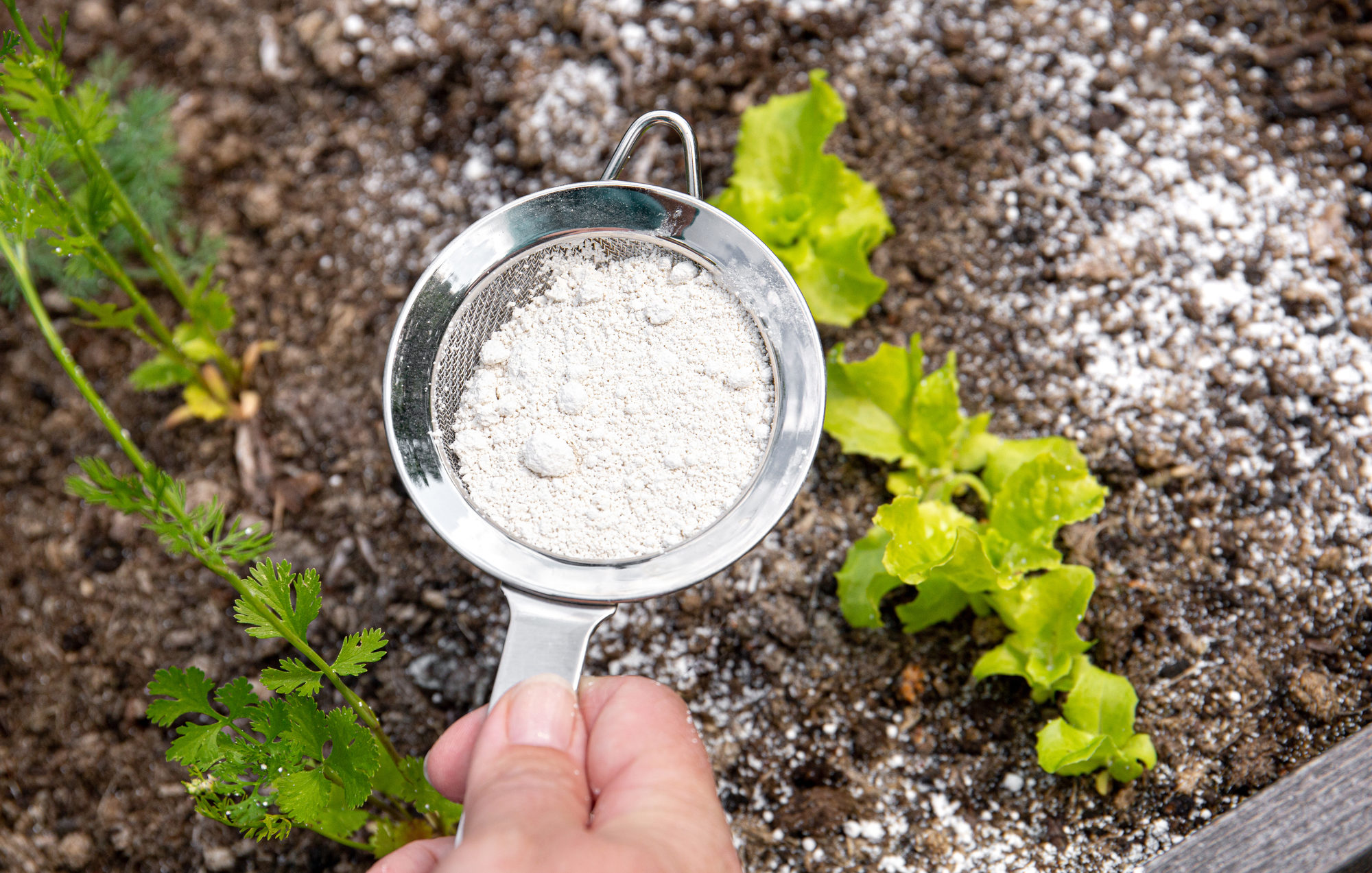 Hand uses sifter to sprinkle diatomaceous earth on a small garden plot with young plants