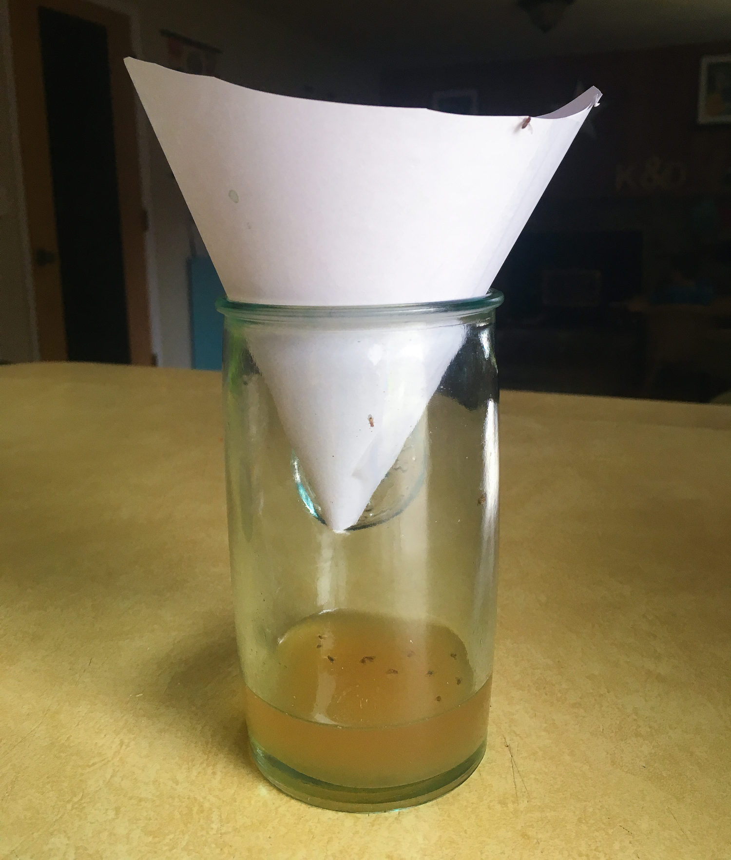 DIY fruit fly trap on coutertop; applecider vinegar inthe bottom of a jar with a paer cone with small opening set inside the jar