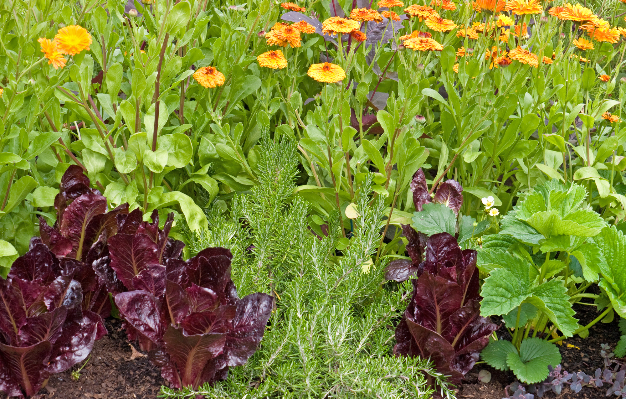 marigolds mixed into a planting of red lettuce, rosemary and other garden plants and 